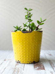 Wall 23 Chic Arc photography backdrop