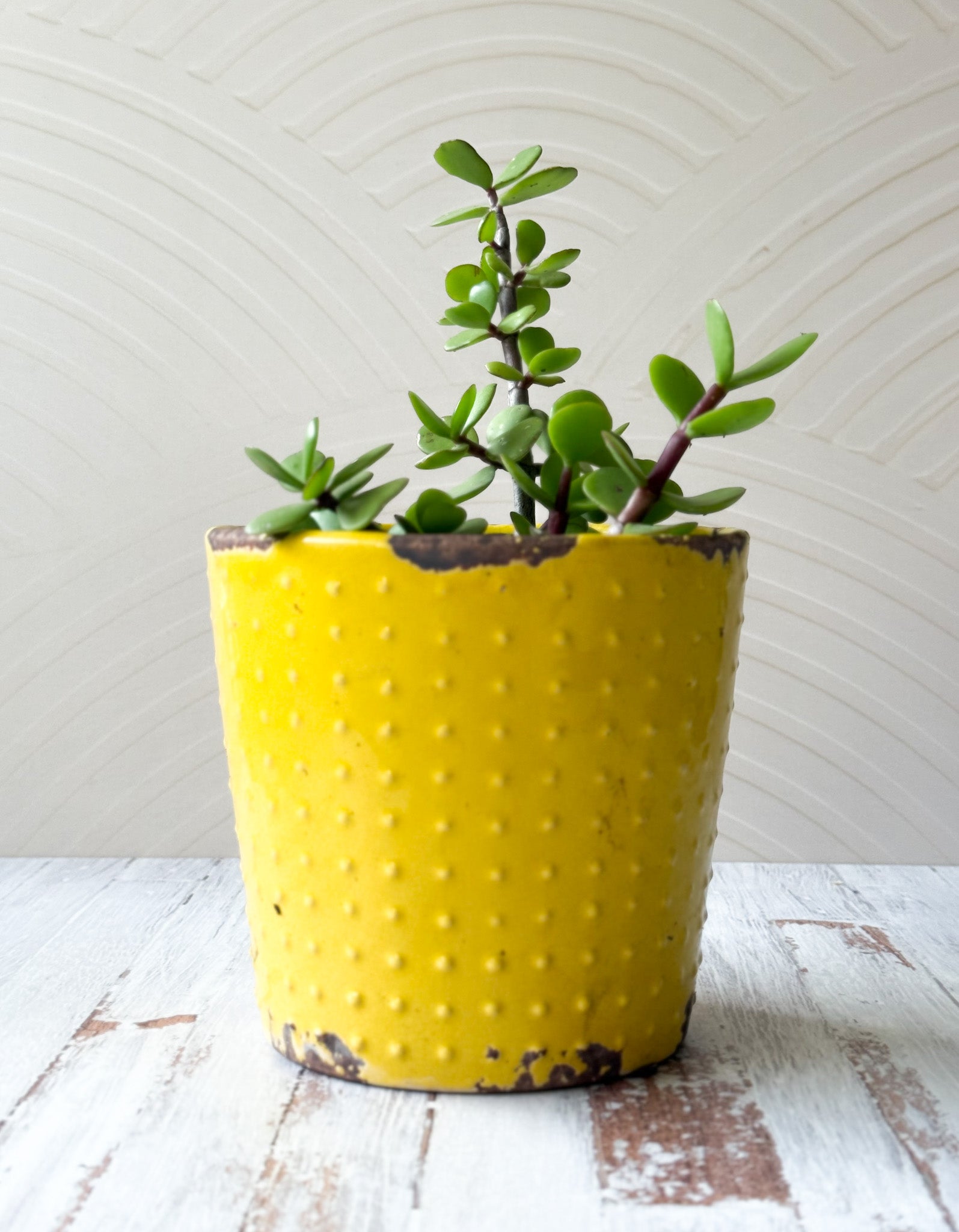 Wall 23 Chic Arc photography backdrop