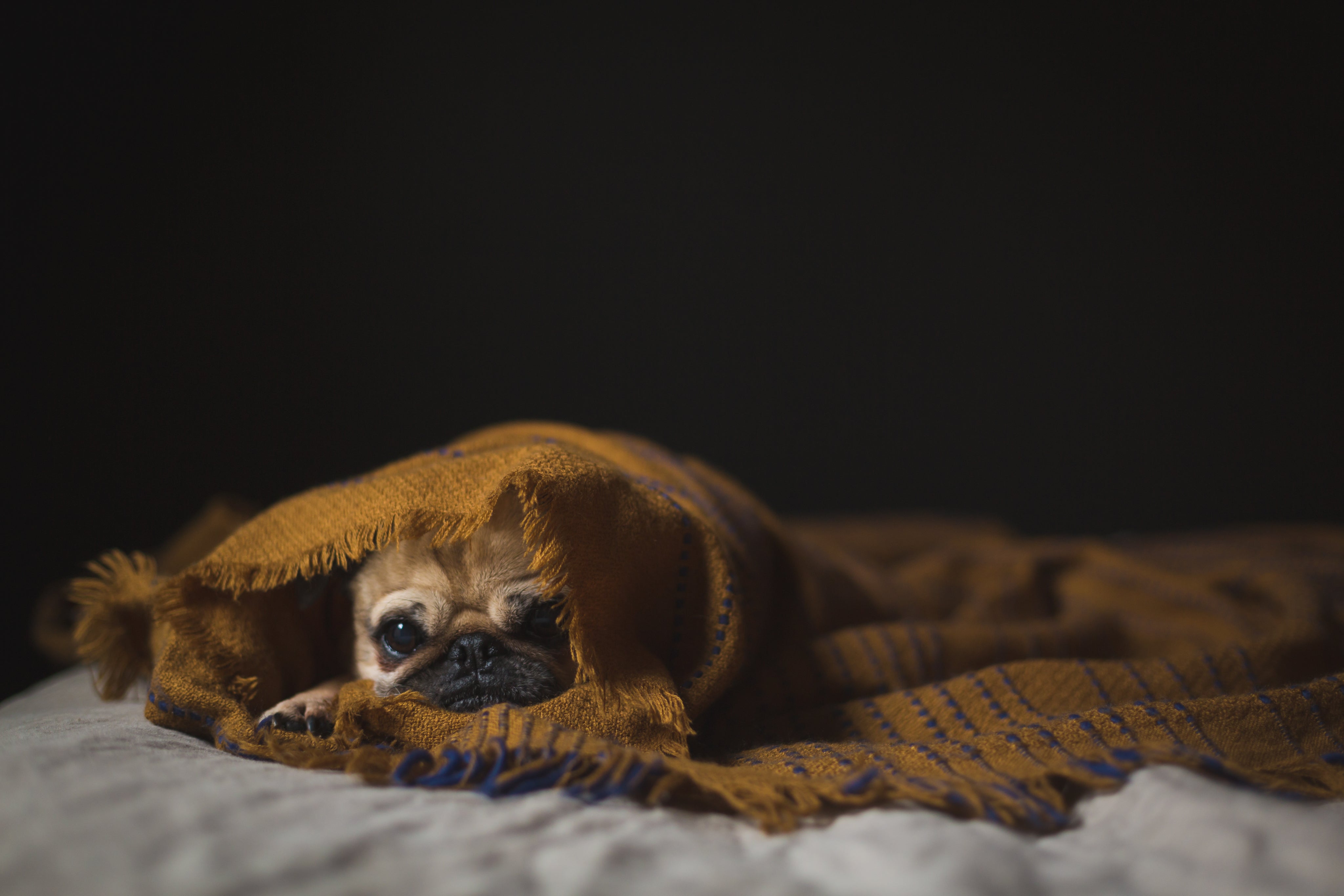 puppy-dog-wrapped-in-blanket.jpg